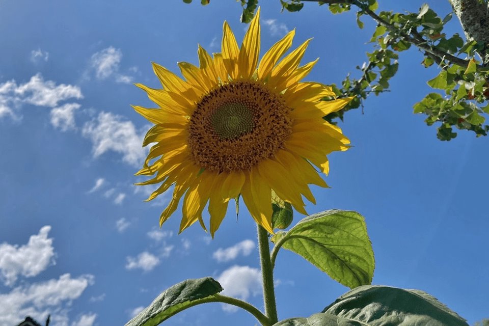 Weekendweer: veel zon en oplopende temperatuur