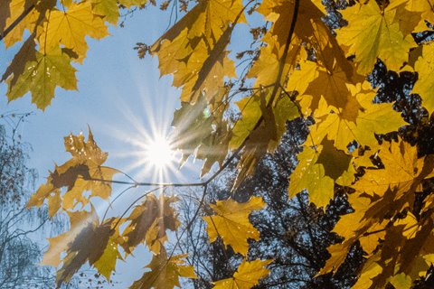 Weekverwachting: prachtig najaarsweer na regenachtige maandag