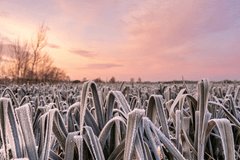 Weekendweer: vorst en zon