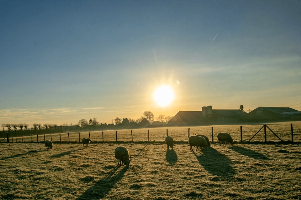 Weekendweer: vorst en zon