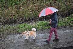 Weekverwachting: regenachtige dagen in het verschiet