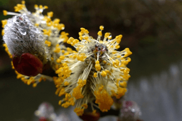 Droger en zachter en dus ook pollen