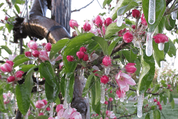 Fruittelers beschermen hun bomen