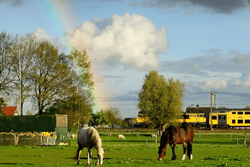 Koude Koningsnacht met vorst aan de grond