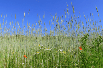 Nu al veel warmte in juni