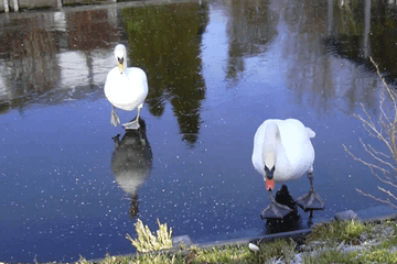 Wel of niet schaatsen?