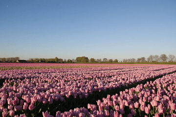 Vanaf dinsdag prachtig lenteweer