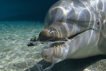 Wereld Oceanen Dag: Focus op plasticvervuiling