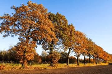 Meteorologische herfst was zeer droog, zacht en recordzonnig