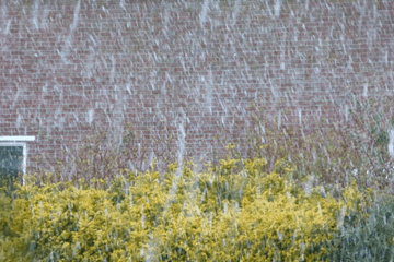 Winterkou wordt verdreven