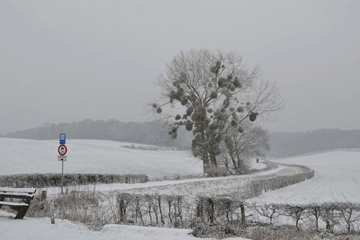 Nederland kleurt weer wit