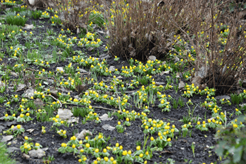 Blik op de week: Voorproefje van de lente