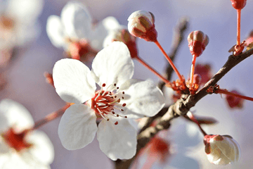 Volgende week beetje lente