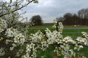 Weekendweerbericht: Eerste lenteweekend nagenoeg droog