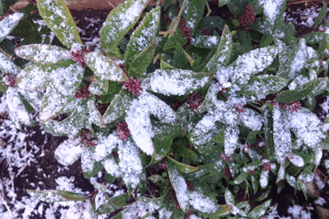 Lokaal een beetje sneeuw?