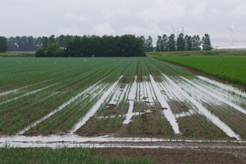 Natste eerste junihelft in ruim 20 jaar