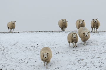 Waar is de koude winter