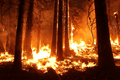 Bosbranden in Australië