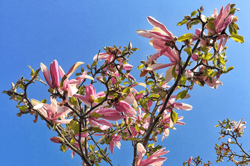 Astronomische lente start fris