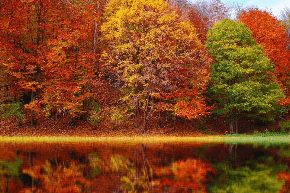 Waarom kleuren de bladeren in de herfst