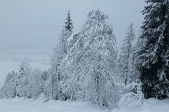 Sneeuwdump noordkant Alpen: lokaal meer dan 1 meter sneeuw
