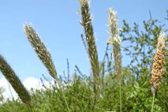 Hooikoortspatiënten opgelet: Het grasseizoen begint